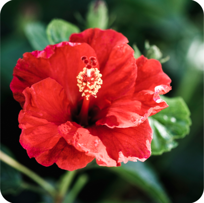 hibiscus benifits for hair